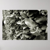 folhas poster (Voorkant)