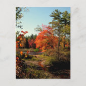 Foliage Seizoen New England Briefkaarten (Voorkant)