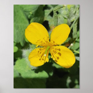 FOLIE PRINT POSTER KUNST EN DESIGN