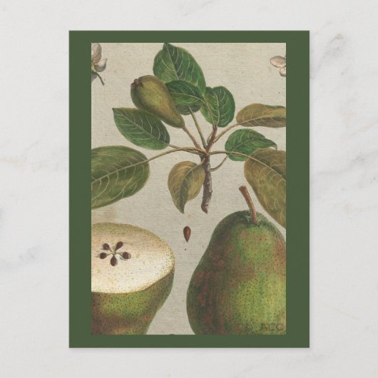 Foliumhoudende vruchtendraan briefkaart (Voorkant)