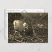 Following in Mom's Footsteps - Postcard Briefkaart (Voorkant / Achterkant)