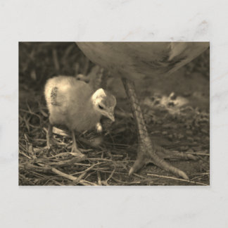 Following in Mom's Footsteps - Postcard Briefkaart