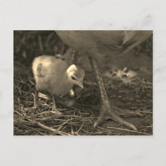 Following in Mom's Footsteps - Postcard Briefkaart (Voorkant)