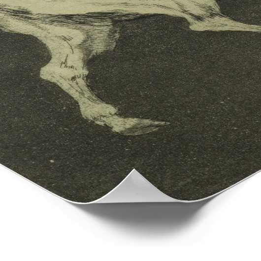 Folly of the Bulls Poster (Hoek)