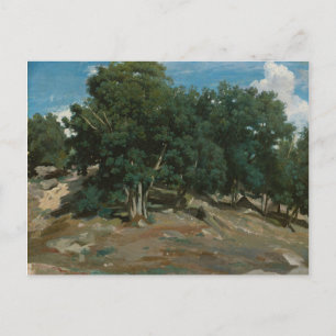 Fontainebleau Oak Trees Briefkaart