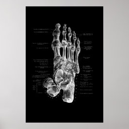 Foot Anatomie Podiatrist Medical Wall Decor Poster