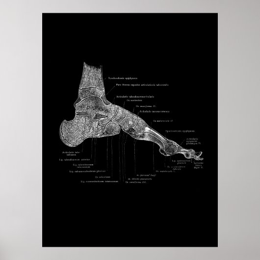 Foot Anatomist Podiatrist Gift Medical Wall Decor Poster (Voorkant)