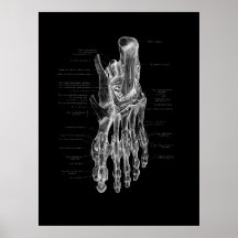 Foot Anatomy Podiatrist Medical Poster