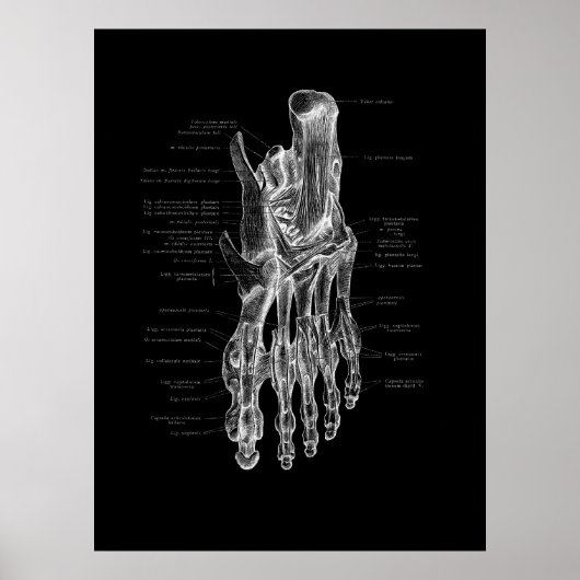 Foot Anatomy Podiatrist Medical Poster (Voorkant)