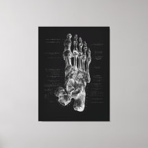 Foot Anatomy Podiatrist Medical Poster