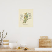 Foot & Ankle Internal Anatomy Poster (Keuken)