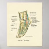 Foot & Ankle Internal Anatomy Poster (Voorkant)