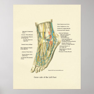 Foot & Ankle Internal Anatomy Poster