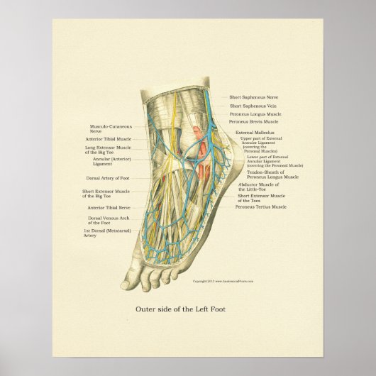 Foot & Ankle Internal Anatomy Poster (Voorkant)