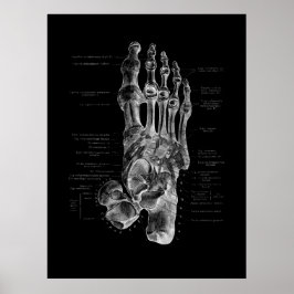 Foot Bones Anatomy Podiatrist Poster