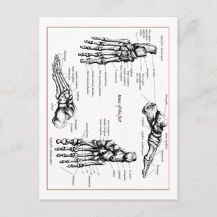 Foot bones. briefkaart