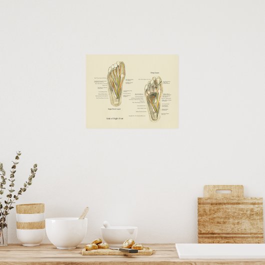 Foot Internal Anatomee Poster (Keuken)
