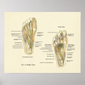 Foot Internal Anatomee Poster (Voorkant)