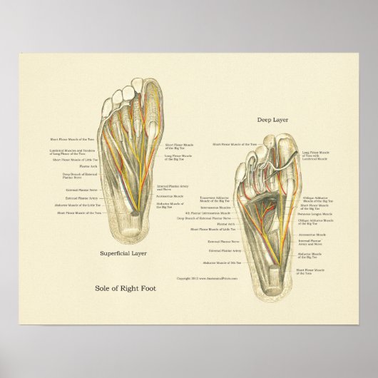 Foot Internal Anatomee Poster (Voorkant)