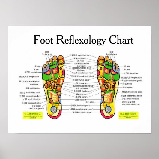Foot Reflexology -16x12" Poster (Voorkant)