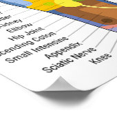 Foot Reflexology 18x12" Poster (Hoek)