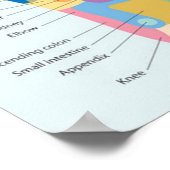 Foot Reflexology 18x13" Poster (Hoek)