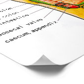 Foot Reflexology - 20x16" Poster (Hoek)