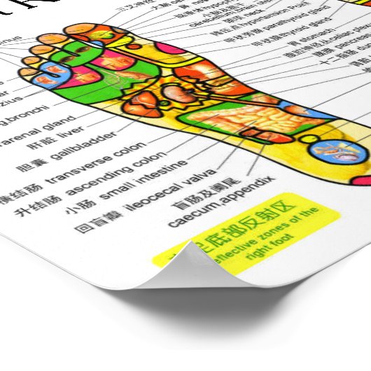 Foot Reflexology Chart 10x7" Poster (Hoek)
