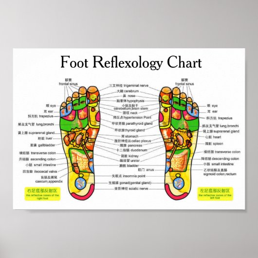 Foot Reflexology Chart 10x7" Poster (Voorkant)