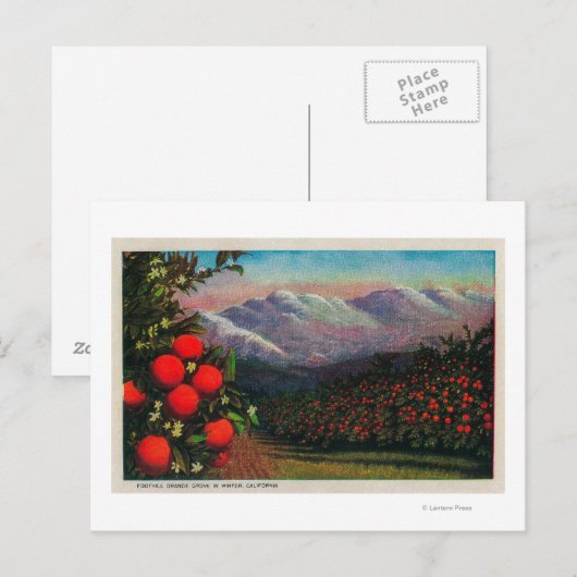 Foothill Oranje Grove in de Winterstaat Briefkaart (Voorkant / Achterkant)