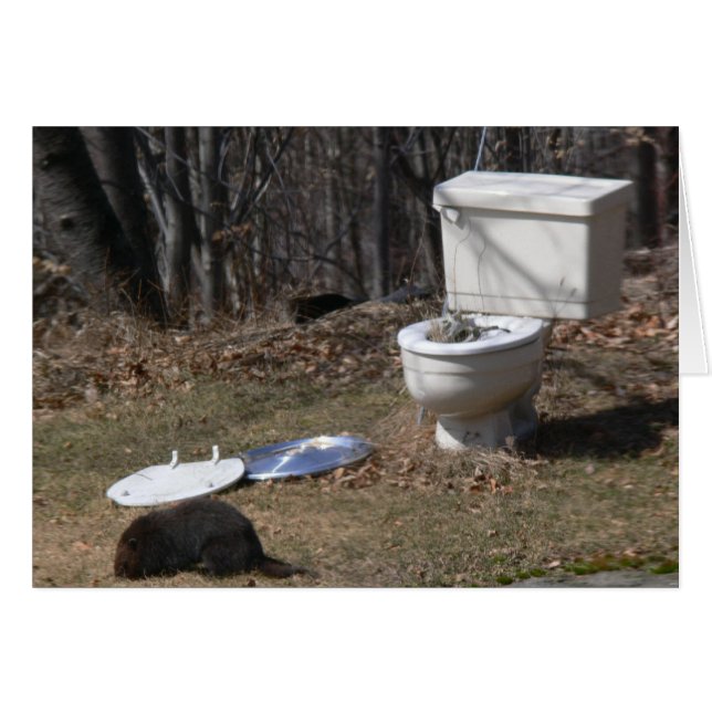 Foraging grondhog (Voorkant Horizontaal)