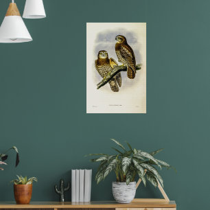 Forbes Hawk-Owl beroemd gemaakt door John Gould Poster