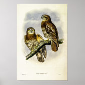 Forbes Hawk-Owl beroemd gemaakt door John Gould Poster (Voorkant)
