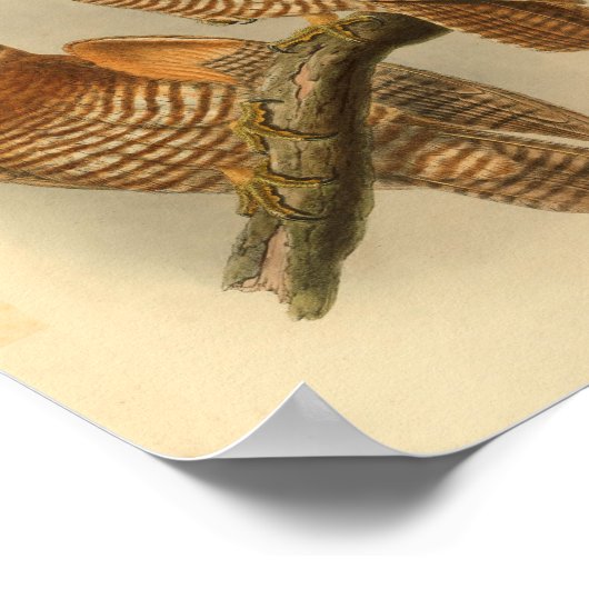 Forbe's Hawk Owl Bird Color  Print (Hoek)