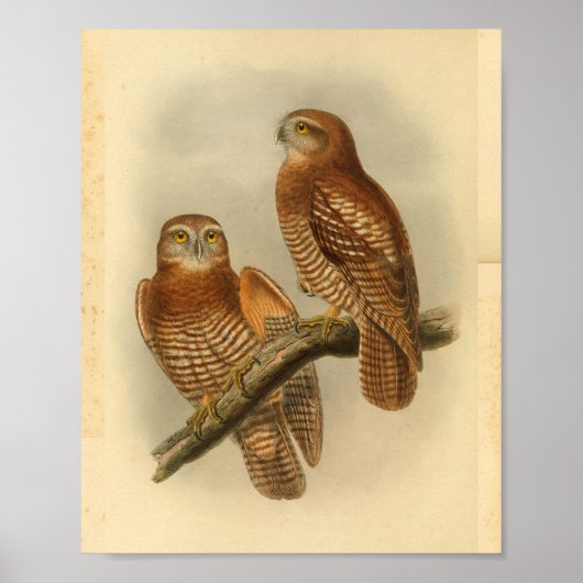Forbe's Hawk Owl Bird Color  Print (Voorkant)