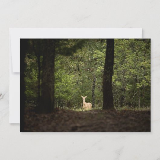 Forces | A White Tailed Deer in the Woods Bedankkaart (Voorkant)