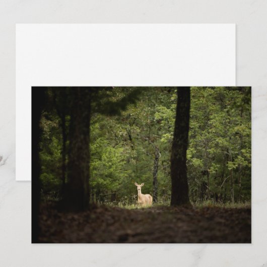 Forces | A White Tailed Deer in the Woods Bedankkaart (Voorkant / Achterkant)
