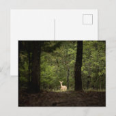 Forces | A White Tailed Deer in the Woods Briefkaart (Voorkant / Achterkant)