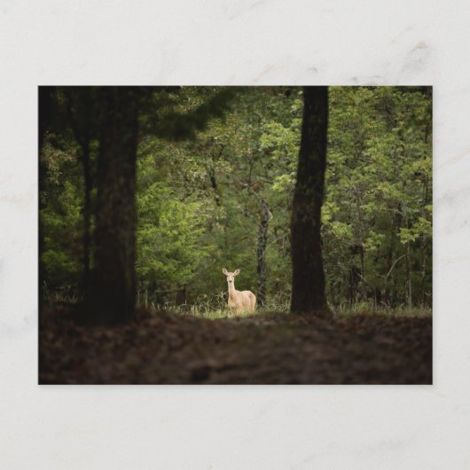 Forces | A White Tailed Deer in the Woods Briefkaart (Voorkant)