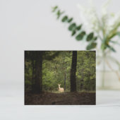 Forces | A White Tailed Deer in the Woods Briefkaart (Staand voorkant)