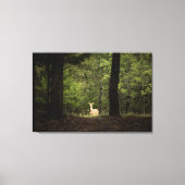 Forces | A White Tailed Deer in the Woods Canvas Afdruk (Voorkant)