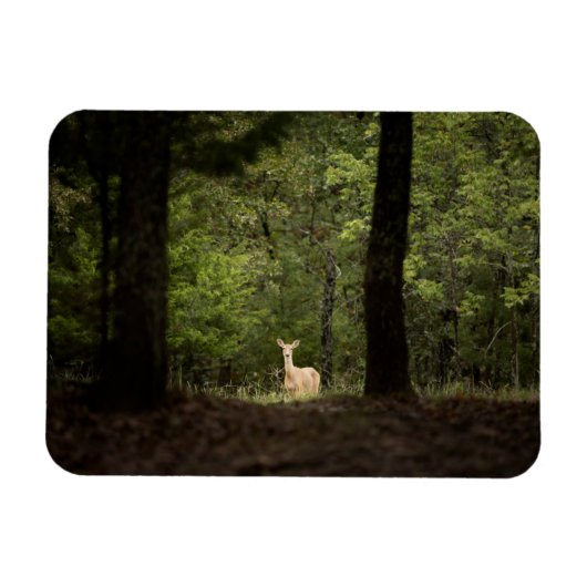 Forces | A White Tailed Deer in the Woods Magneet (Horizontaal)