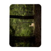 Forces | A White Tailed Deer in the Woods Magneet (Verticaal)