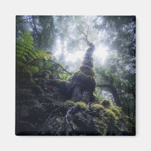 Forces Anaga Rural Park Canary Islands Magneet