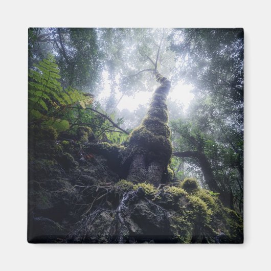 Forces Anaga Rural Park Canary Islands Magneet (Voorkant)