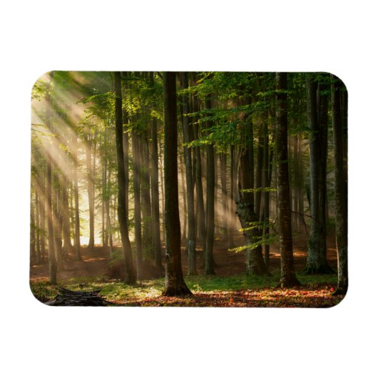 Forces | Autumn Forest Magneet (Horizontaal)