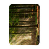 Forces | Autumn Forest Magneet (Verticaal)