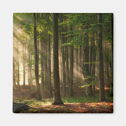 Forces | Autumn Forest Magneet (Voorkant)