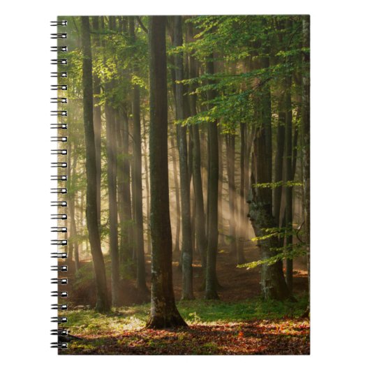 Forces | Autumn Forest Notitieboek (Voorkant)