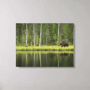 Forces Bear at Taiga Forest Northern Finland Canvas Afdruk